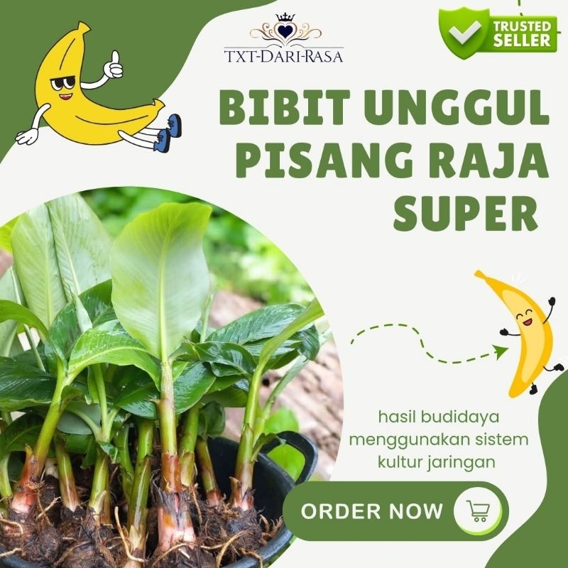 BIBIT UNGGUL PISANG RAJA SUPER
