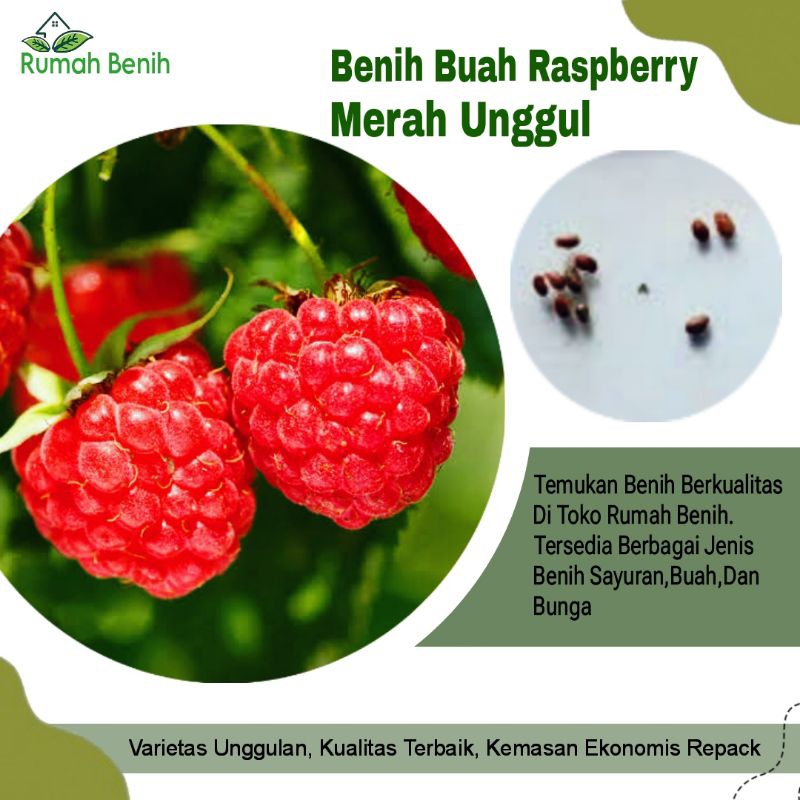 Benih Buah Raspberry Merah Merona / Bibit Benih Buah Raspberry / Biji Benih Buah Raspberry / Benih B