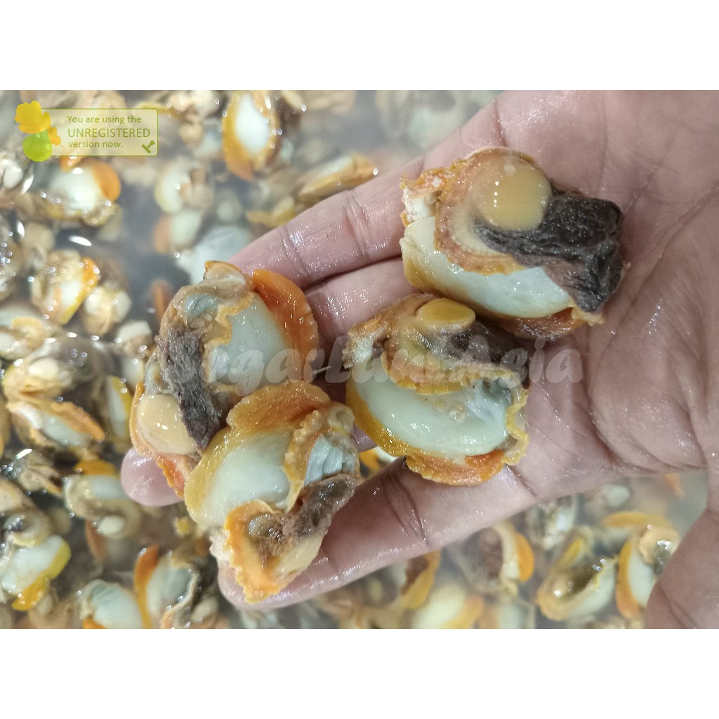 

Kerang Dara Kupas Daging Kerang Dara Segar Seafood Kerang Laut Segar 1Kg