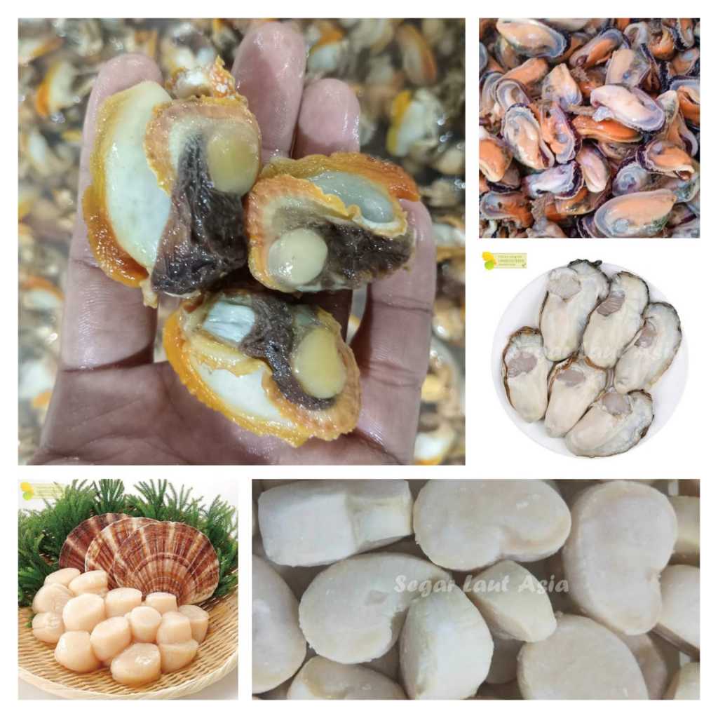 

Aneka Kerang Kupas Segar Daging kerang Laut Seafood Kerang Laut Segar 1Kg