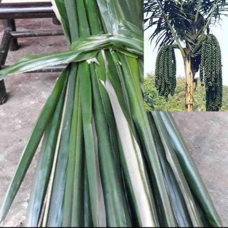 

Daun aren 1kg di petik saat pesanan masuk