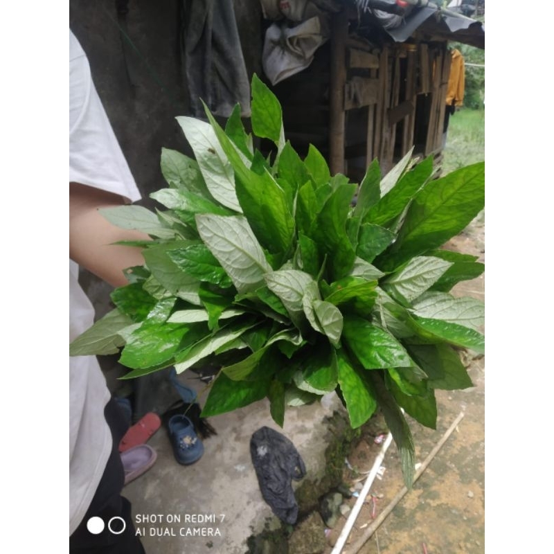 

lalapan reundeu/500gram
