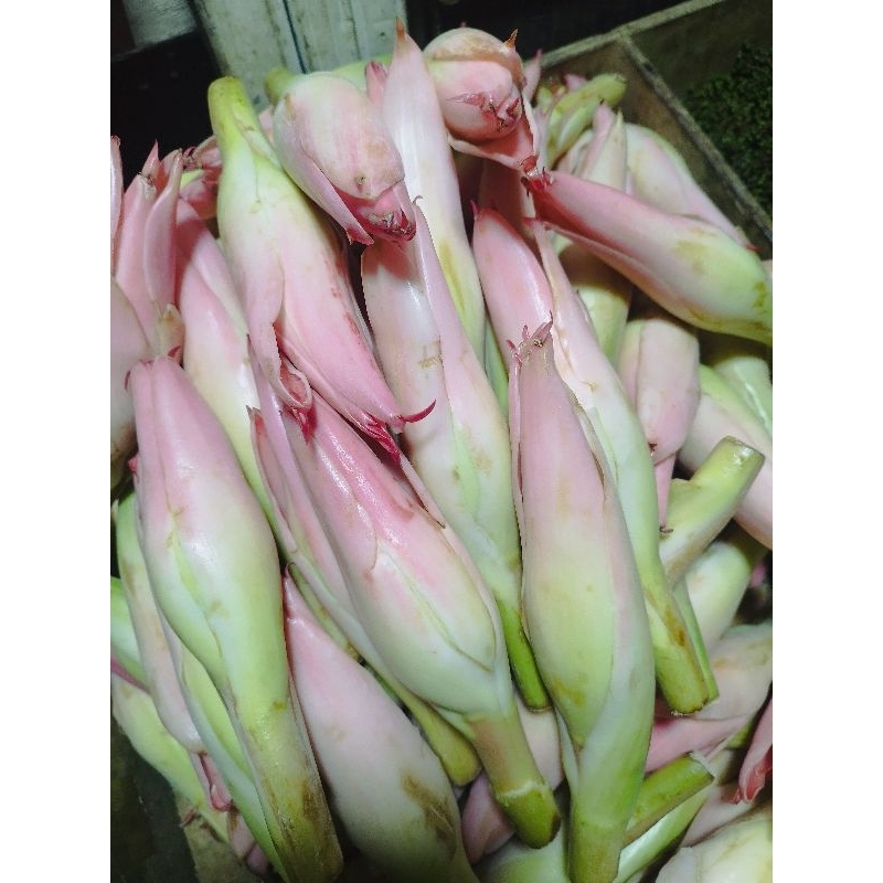 

Kincung/Kecombrang/Kembang Rias 250gr