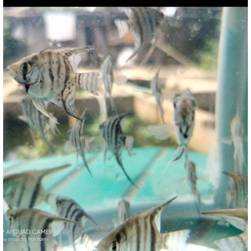 

HIASAN AQUARIUM/MANFISH ALTUM UKURAN 3-4 CM