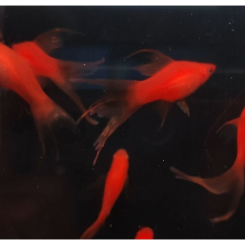 hiasan akuarium bloodred mata hitam lyretail (mas pedang songkiam) /kebutuhan akuarium