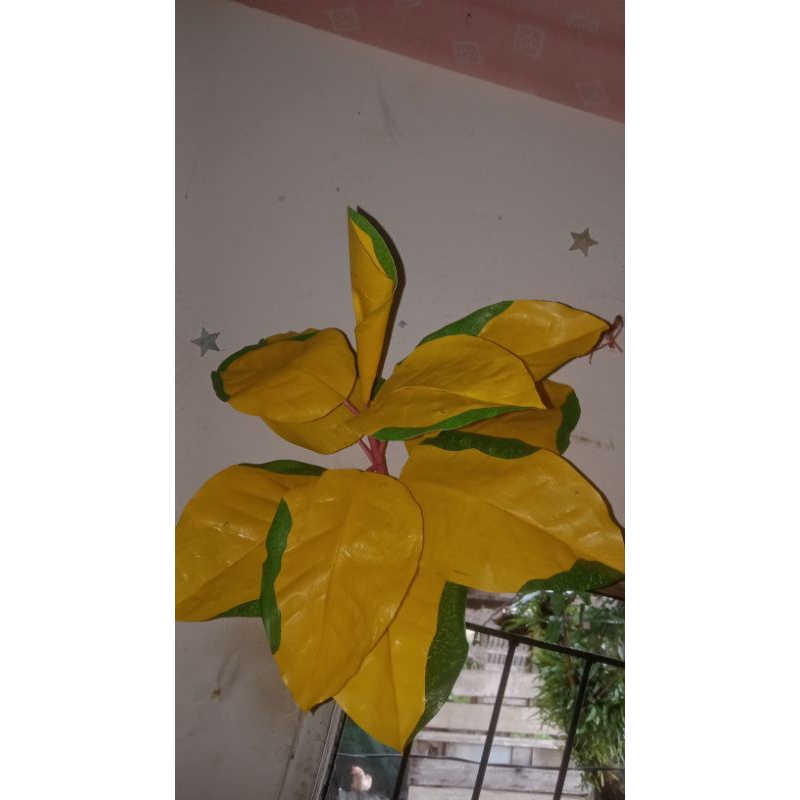 bunga kresek aglonema sultan brunei
