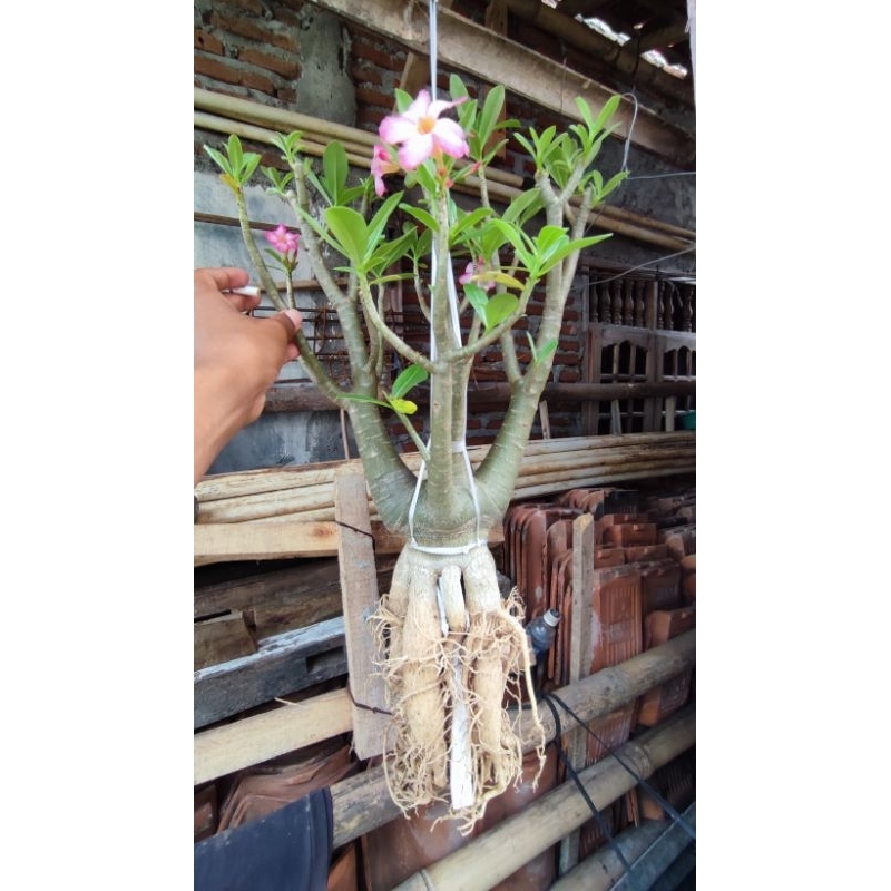 Adenium Arabicum RCN Grafting.