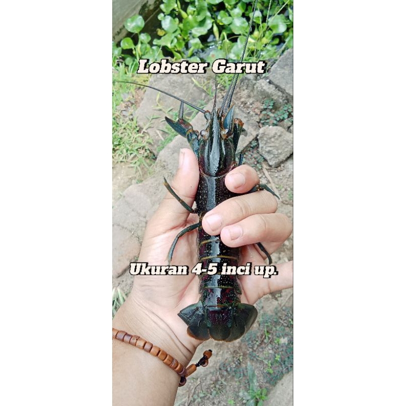 

Lobster indukan Redclaw