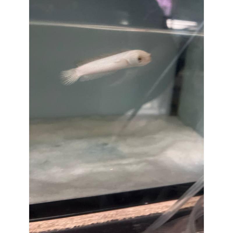 asiatica platinum