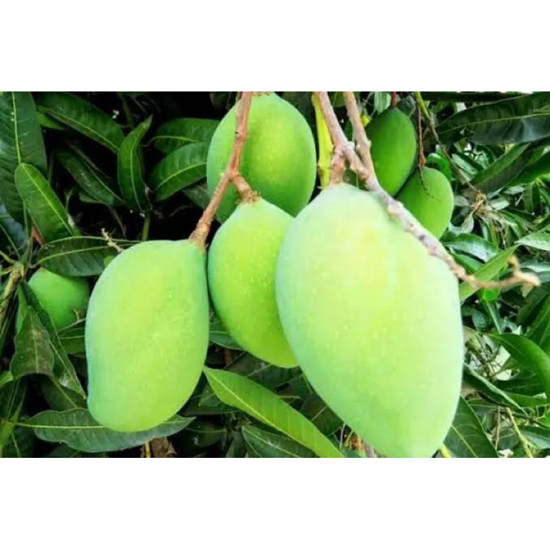 

mangga muda 1 kg fresh
