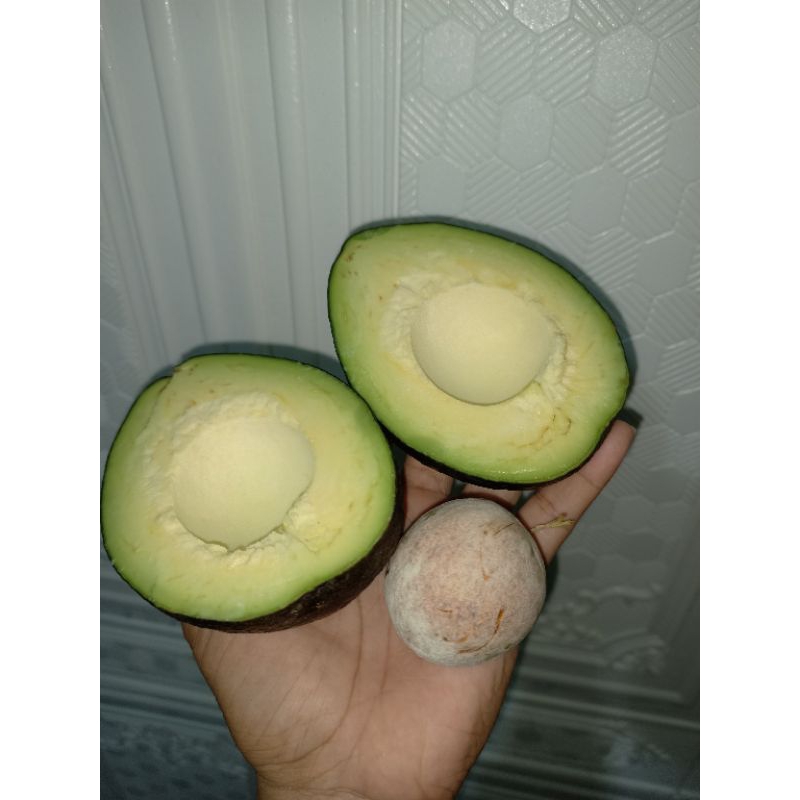 

Alpukat Mentega Tua Matang Kemampo Fresh