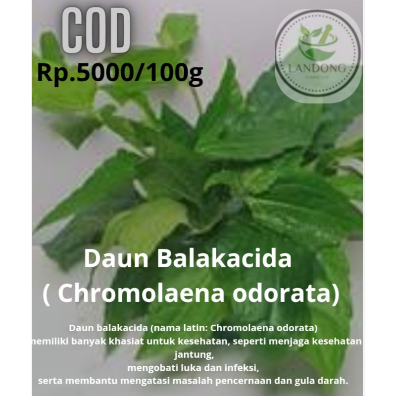 

Daun balakacida ( Chromolaena odorata)
