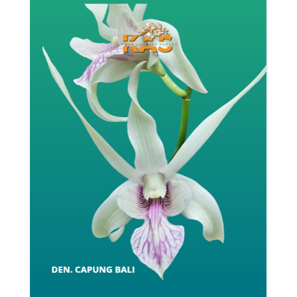 DENDROBIUM SIAP BUNGA ID CAPUNG BALI