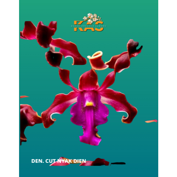 DENDROBIUM SIAP BUNGA ID CUT NYAK DIEN