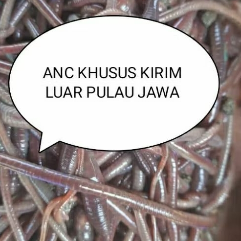 Cacing merah ANC umpan pancing pakan ikan hias 250gram khusus kirim Luar pulau jawa