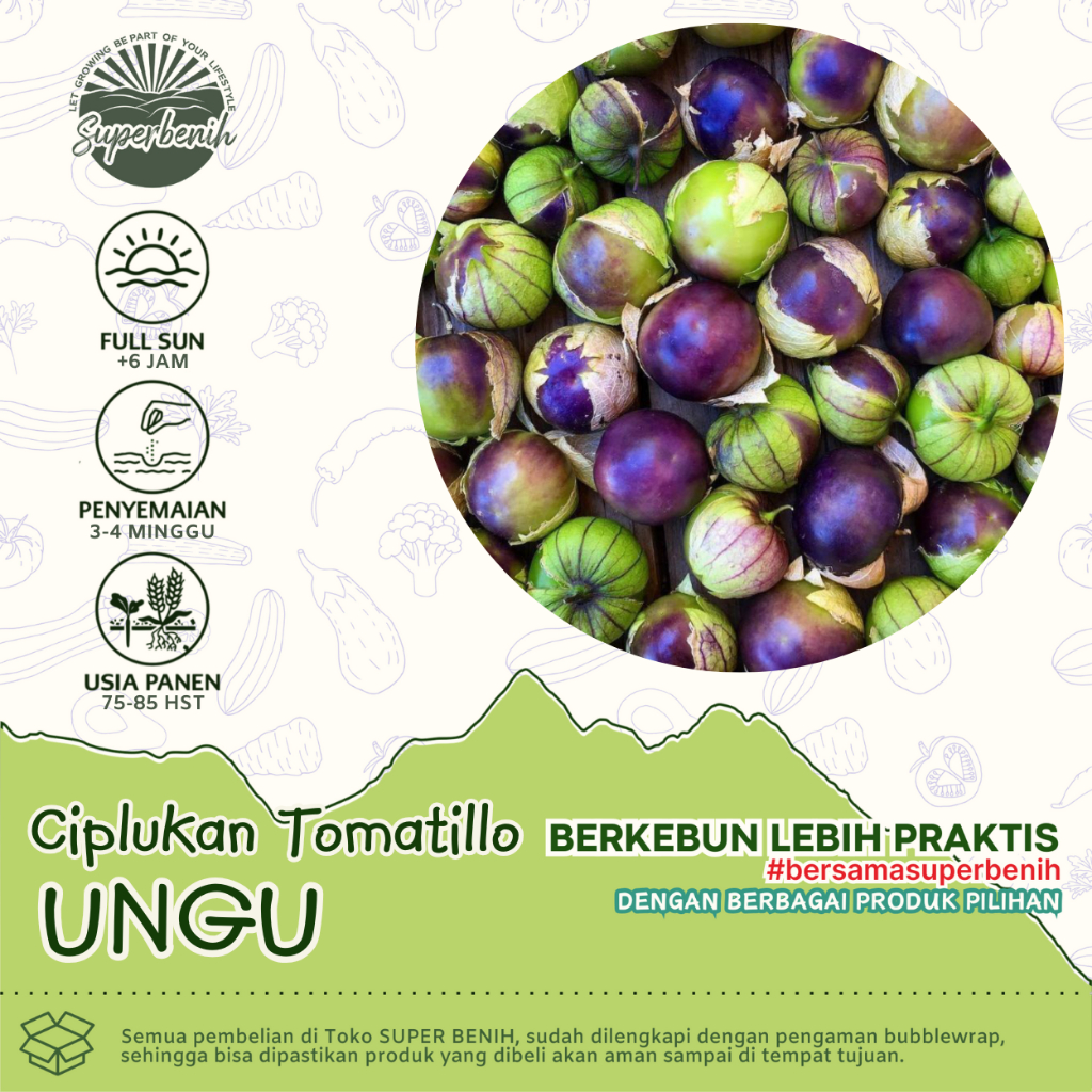 3 Biji - Benih Ciplukan TOMATILLO UNGU, jenis ciplukan jumbo