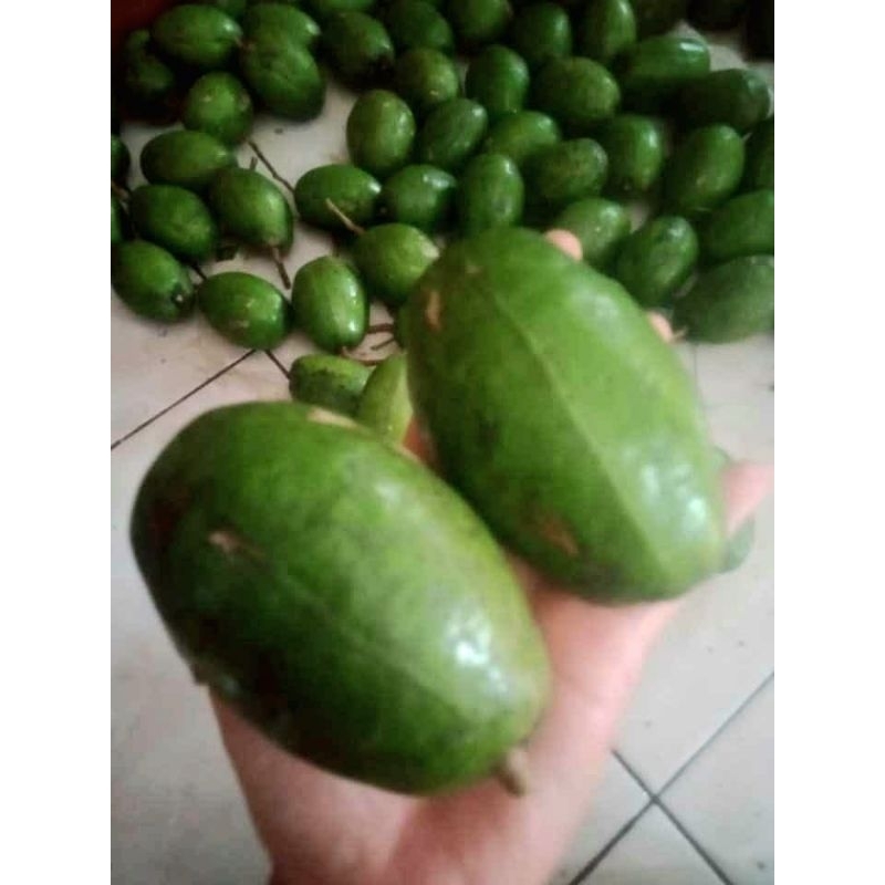 

Kedondong murah 1 kg