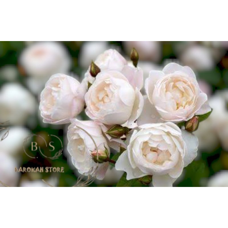 Mawar import desdemona indukan