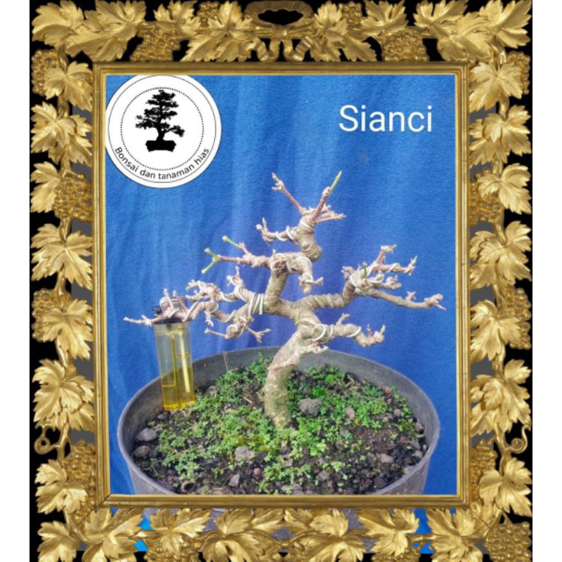 bonsai sianci