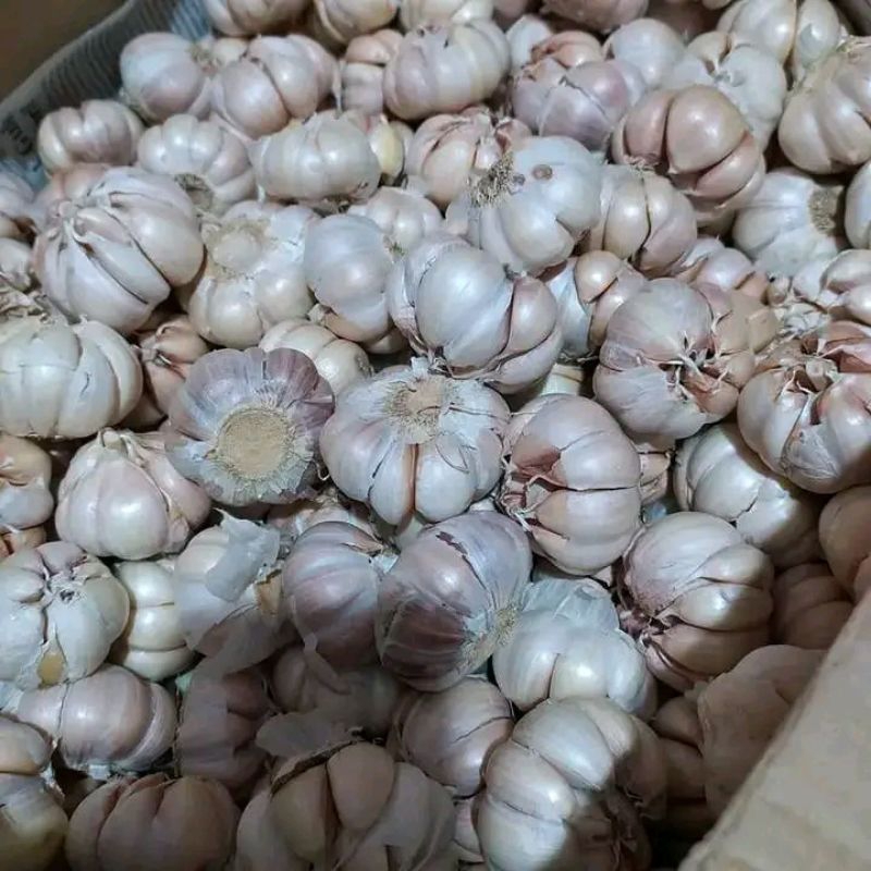 

bawang putih