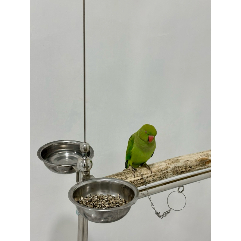 Burung Indian ring Neck Betina Jinak