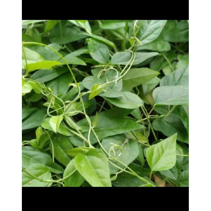 

daun cincau rambat