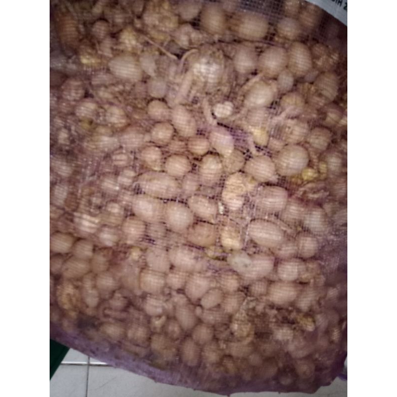 

kunyit putih segar