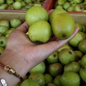 

Apel Malang/ Manalagi/Oleh-Oleh khas Batu/ Apel Manis/ Apel Mulus / 1 kg isi 10-20 Buah/ Fresh/Segar