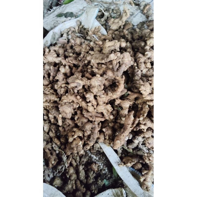 

JAHE EMPRIT FULL TUA 500gram
