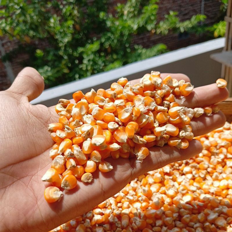 jagung pipil sedang jagung merpati 1kg