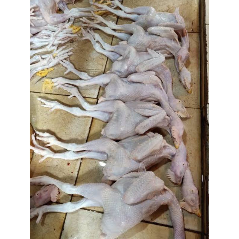 

Ayam pejantan 7 ons per ekor