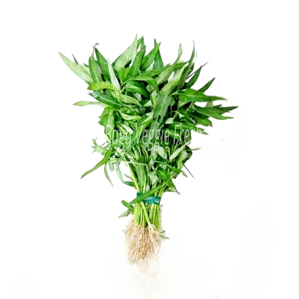 

Kangkung Akar