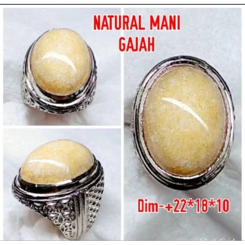 Batu cincin mani gajah natural mani gajah asli lampung ring perak asli