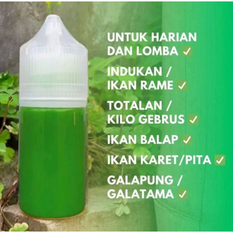 Essen Ikan Mas Indukan/Babon dan Ikan Rame/Essen Aroma Melon Pandan Sereh Usar Madu Daging Tenggiri/