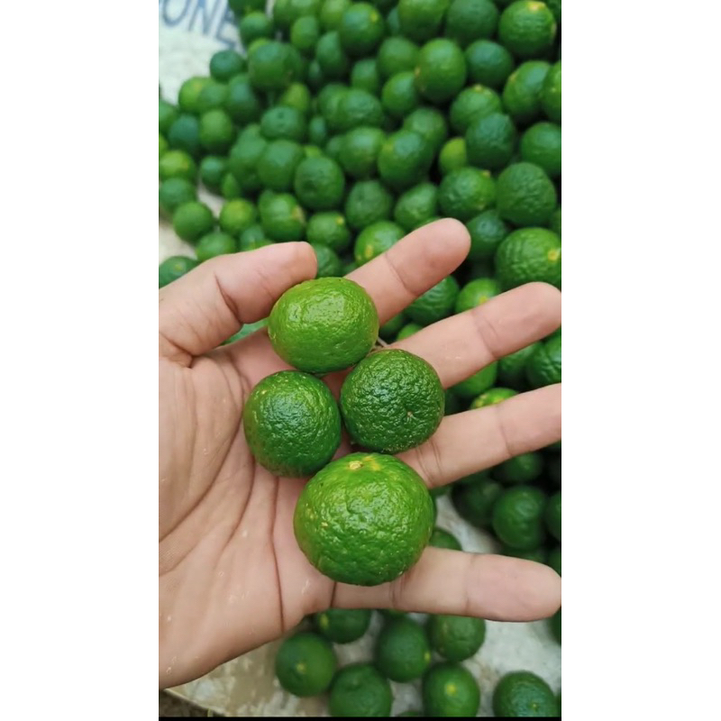 

Jeruk Limau Jeruk sambal jeruk limo jeruk Lokal (1Kg)