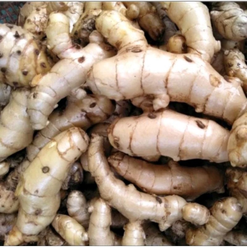 

KUNYIT PUTIH ALAMI. TANAMAN HERBAL 1000 grm