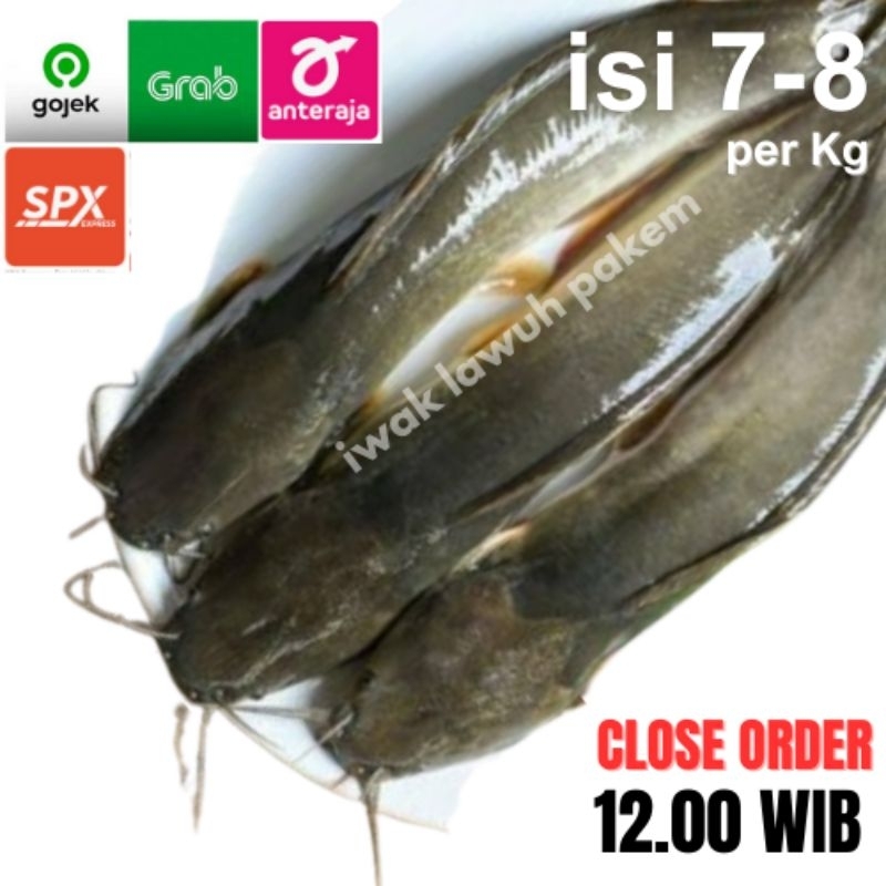 

LELE Segar isi 7-8 /Kg - kurir SAMEDAY