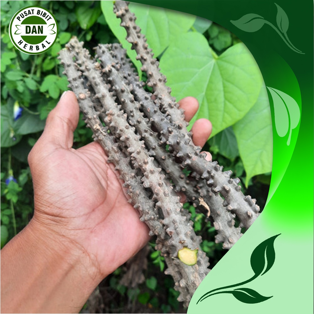 

Obat herbal akar batang brotowali/batrawali 500 gram