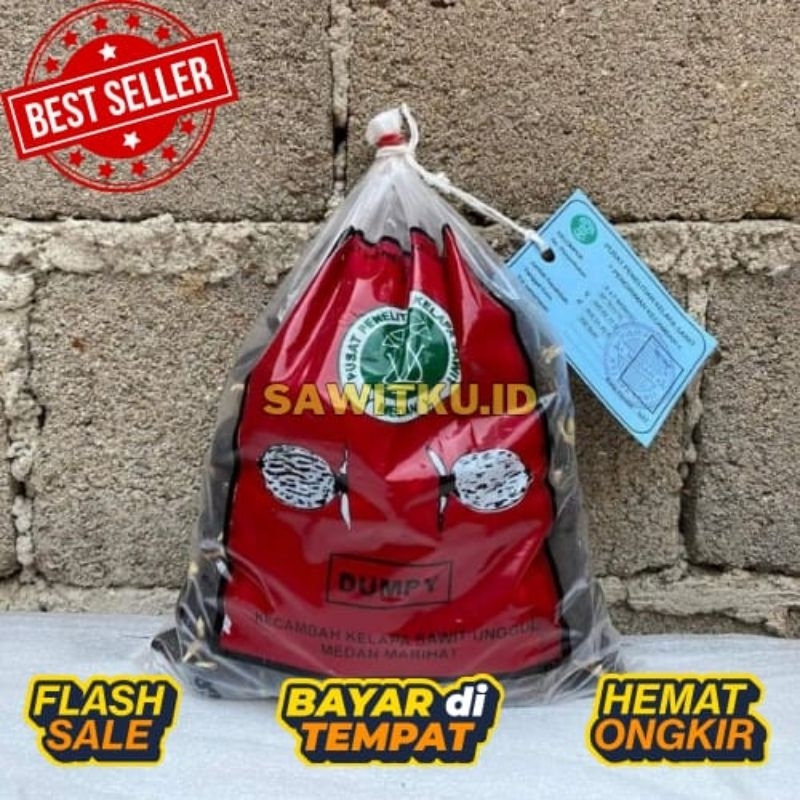 (TERLARIS NO.1) PPKS MARIHAT DUMPY | Bibit Benih  Kecambah Kelapa Sawit Unggul | 250 Butir | COD