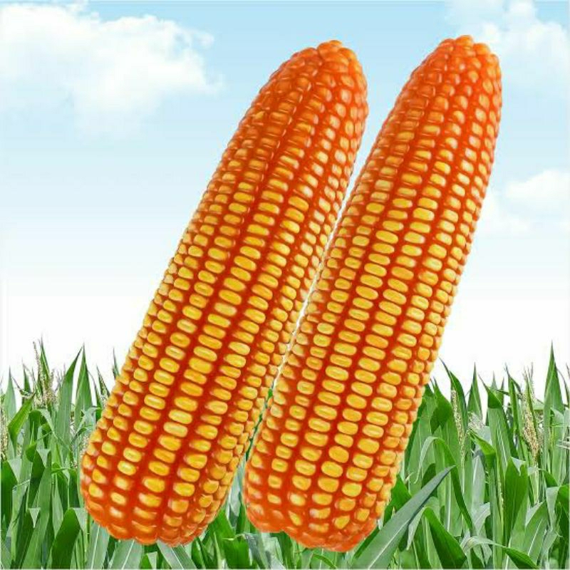 1kg benih jagung hibrida betras superan bibit unggul siap tanam