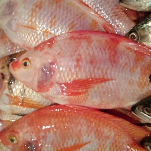 

Ikan Nila Merah Fresh 1KG FREE DIBERSIHKAN