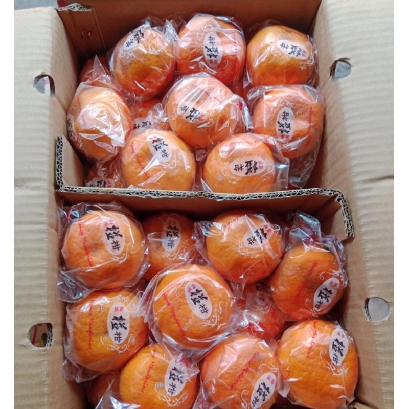 

Indukbuah Buah Jeruk Ponkam Manis 1 Dus