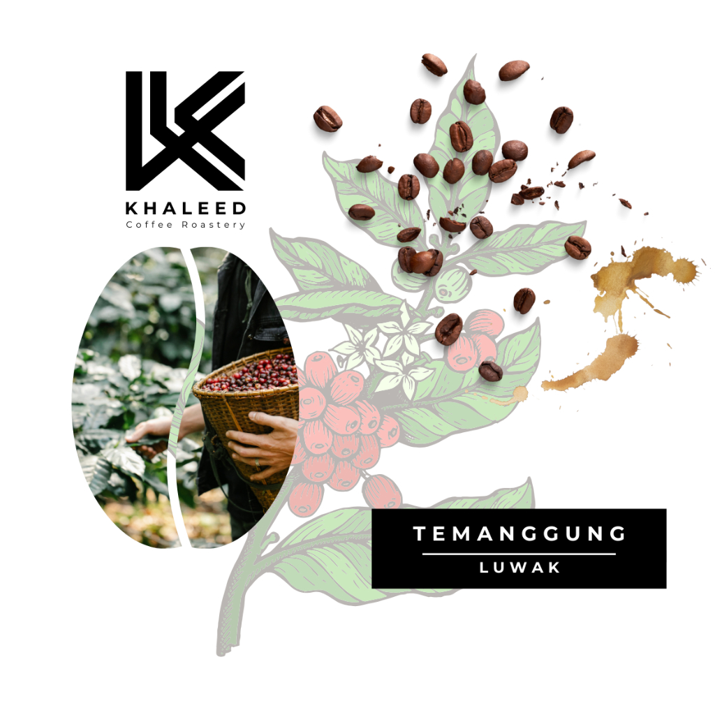 

Kopi Arabika Temanggung Sindoro Luwak Liar