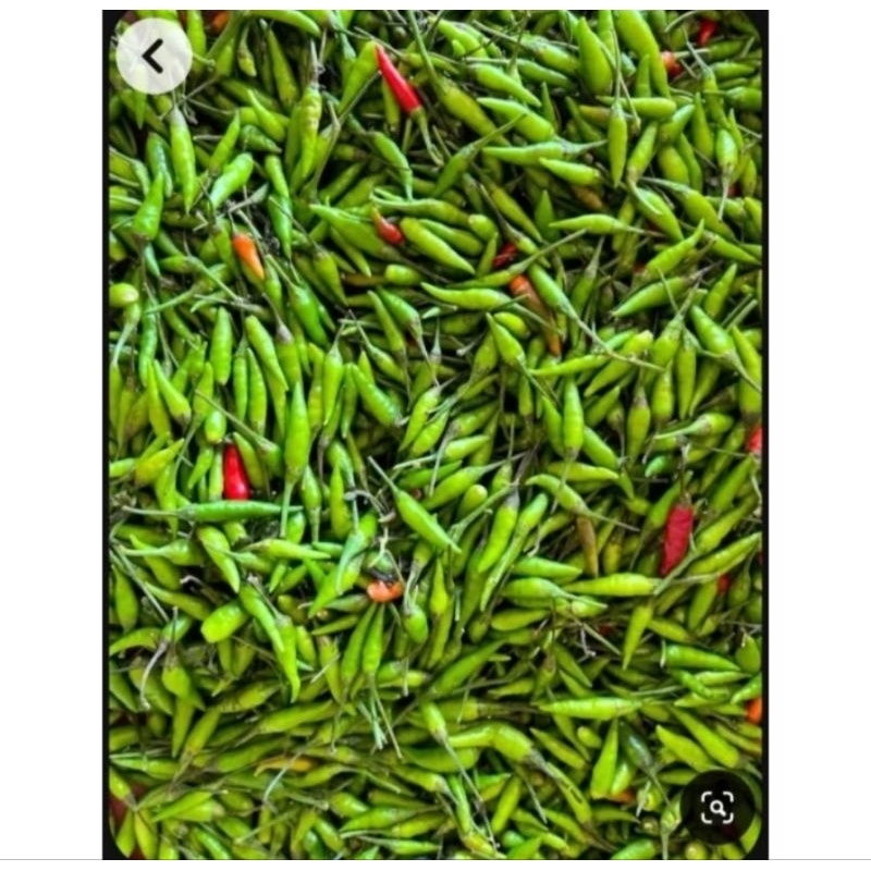 

CABE RAWIT SEGAR HASIL METIK DARI KEBUN LANGSUNG MASIH FRESH 500 Gr