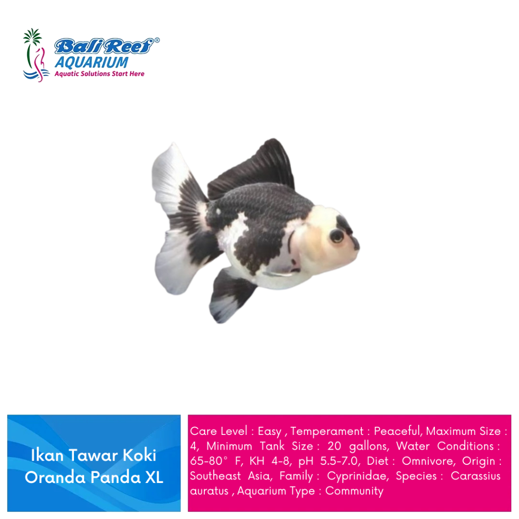 Ikan Hias Air Tawar Koki Oranda Hitam Putih XL
