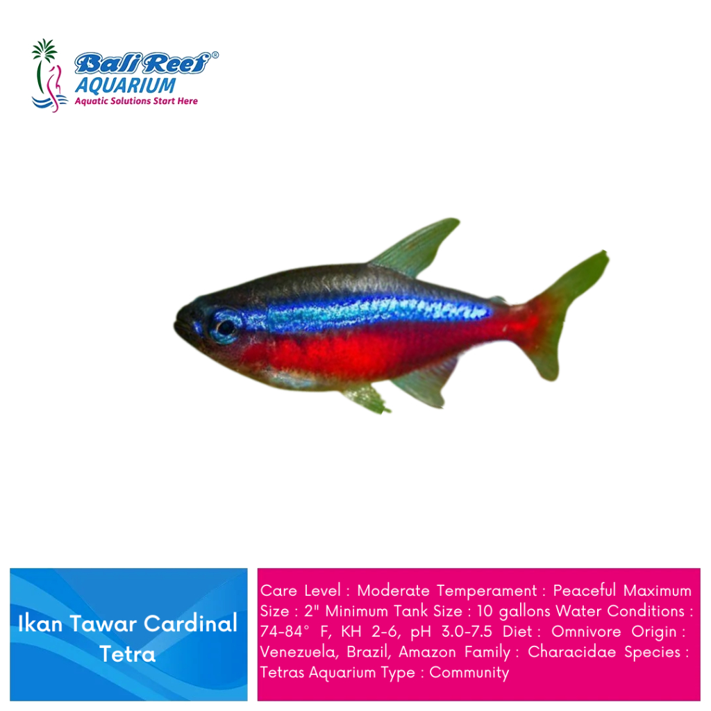 Ikan Hias Aquascape Cardinal tetra