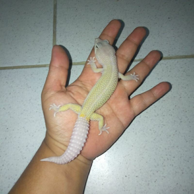 HIASAN AQUARIUM GECKO BLIZZARD KODE M1