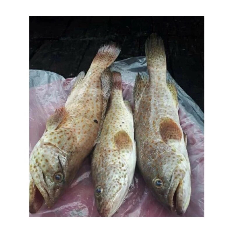 

Ikan Kerapu Balong Segar Fresh Frozen 1Kg BERGARANSI