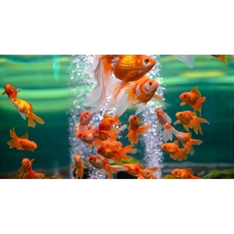 PROMO Ikan Hias Koki Bagus Hiasan Aquarium