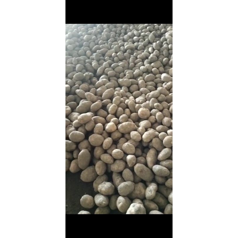 

KENTANG GRANOLA ASLI BROMO